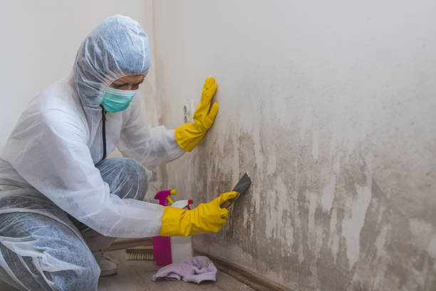 Best Crawl Space Mold Removal  in Wilkinsburg, PA