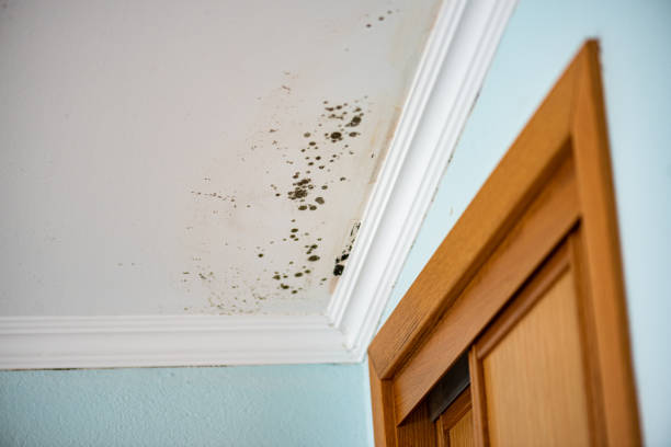 Mold Testing and Removal in Wilkinsburg, PA